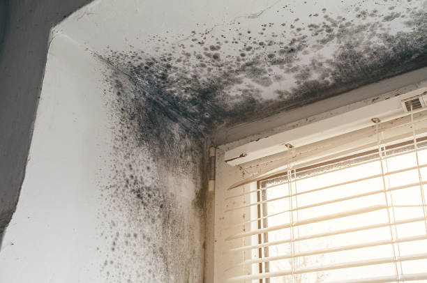 Affordable Mold Remediation solutions in Massachusetts, MA